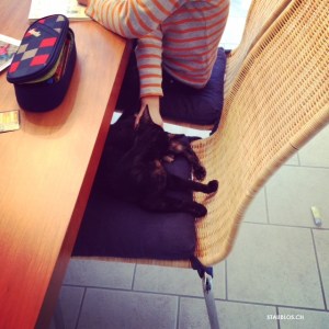 hausaufgaben mit katze