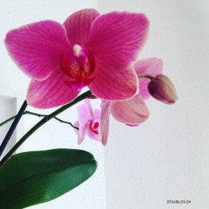 orchide