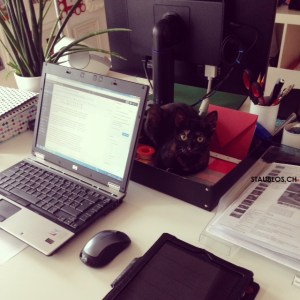 Blogger Katze als Dekokatze